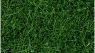 Végétation miniature : Herbes sauvages vert foncé, 6 mm - Noch 7094