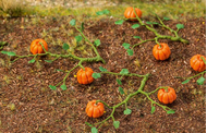 Végétation miniature : 6 Plants de citrouille 1/87 - Faller 181258