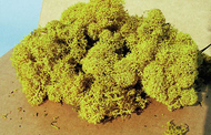 Végétation naturelle : Lichen jaune - mousse d'Islande - Heki 3215