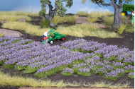 Noch 7136 - Lavandes miniatures 1:87 - 1:120