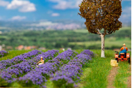 Végétation miniature : Champ de lavande - 1:87 H0 - Faller 181279