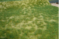 Végétation miniature : Heki 1842 - Herbes sauvages d'été 45 x 17 cm