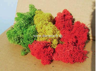 Végétation naturelle : Lichen assortiment - mousse d'Islande - Heki 3214
