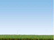 Végétation miniature : Herbes pré d'été - Noch 8151