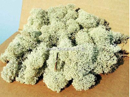 Végétation naturelle : Lichen gris - mousse d'Islande - Heki 3212