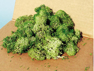 Végétation naturelle : Lichen gris / vert - mousse d'Islande - Heki 3217