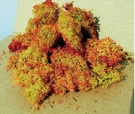 Végétation naturelle : Lichen ombre - mousse d'Islande - Heki 3216