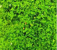 Heki 1564 - Flocage d'arbres et buissons. Sac de 200 ml. Feuillage vert