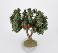 Olivier pour crèches provençales 21 cm