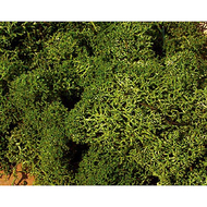 Végétation naturelle : Lichen vert moyen - mousse d'Islande - Heki 3218