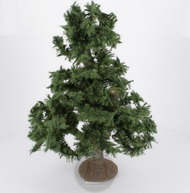 Cèdre 28-30 cm - FR-AV/29156