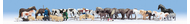Méga set 36 animaux miniatures - Noch 16049