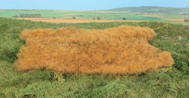 Végétation miniature : Prairie réaliste début d'automne 28 x 14 cm - Heki 015791