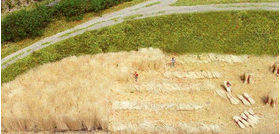 Végétation miniature : Heki 3115 - Roseaux miniatures