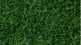 Végétation miniature : Herbes sauvages vert foncé, 6 mm - Noch 7094