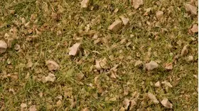 Végétation miniature : Noch 7075 - graminées, pour Grasmaster