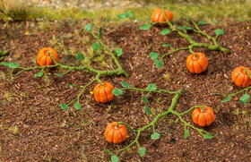 Végétation miniature : 6 Plants de citrouille 1/87 - Faller 181258