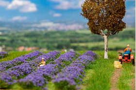 Végétation miniature : Champ de lavande - 1:87 H0 - Faller 181279