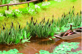 Végétation miniature : Roseaux -  1:87 - Noch 14102