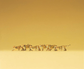 Preiser 79714 - Tigres miniatures 1:160