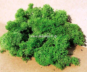 Heki 3210 - Lichen vert clair - mousse d'Islande - 30 g