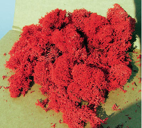 Végetation miniature : Lichen orange/rouge - mousse d'Islande - Heki 3213