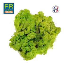 Véritable Lichen vert stabilisé
