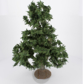 Cèdre 28-30 cm - FR-AV/29156