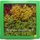 JORD-4C - 12 Arbres naturels colorés 8 - 12 cm 1:87 - HO
