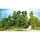 Heki 1951 - 14 arbres miniatures 5 - 12 cm