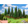 Végétations miniatures : 15 grands sapins - 1:87 HO, 1:120 TT - Faller 181542 - diorama.fr