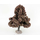 Châtaignier automne - arbre miniature naturel 18 cm - FR