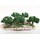 Décor de champs de vignes - crèche provençale avec vignes et arbres - FR 23007