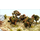 FR-ATB/43593P - 10 pieds de vignes automnes 4 cm