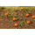 Végétation miniature : 6 Plants de citrouille 1/87 - Faller 181258