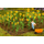 Végétation miniature : Tournesols minature 1/87 - Faller 181256