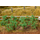 Végétation miniature : Plants de tomates miniatures 1/87 pour diorama - Faller 181259