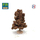 Châtaignier automne - arbre miniature naturel 18 cm - FR-ATB/57690