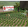 Végétation miniature : Fraisiers au 1/87 - Busch 1265 01265