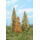 Végétation miniature : 3 Mélèzes feuillage d'automne 18-24 cm - Heki 02177