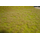 Végétation miniature : Heki 1840 - Herbes sauvages de savane 45 x 17 cm