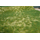 Végétation miniature : Heki 1842 - Herbes sauvages d'été 45 x 17 cm