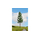 Sapin miniature : Epicéa à haute tige 23 cm - Noch 20197