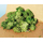 Végétation naturelle : Lichen gris / vert - mousse d'Islande - Heki 3217