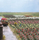 Busch 1205 - 120 Roses - Fleurs miniatures 1:87 - HO