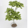 Bouleaux 29 cm - FR 29152