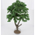 Platane 28 cm - FR 29125