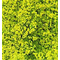 Heki 1560 - Flocage d'arbres et buissons. Sac de 200 ml. Feuillage vert clair