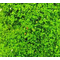Heki 1564 - Flocage d'arbres et buissons. Sac de 200 ml. Feuillage vert