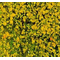 Heki 1566 - Flocage d'arbres et buissons. Sac de 200 ml. Feuillage automne